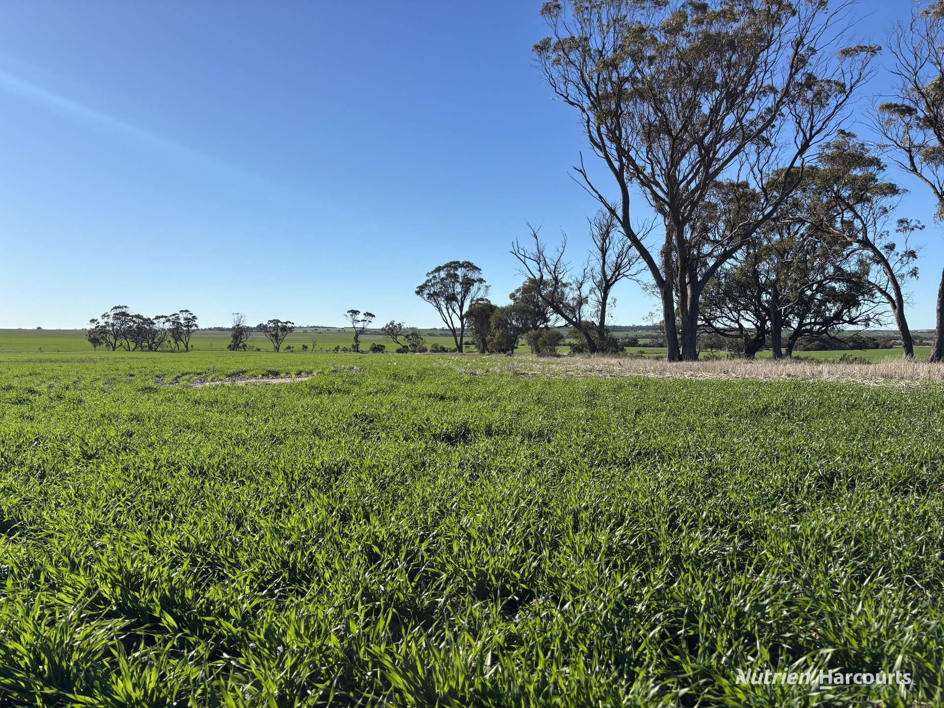 Part 'Craigmile' Cubbine Road, Quairading Auction by Farmbuy.com - image 4