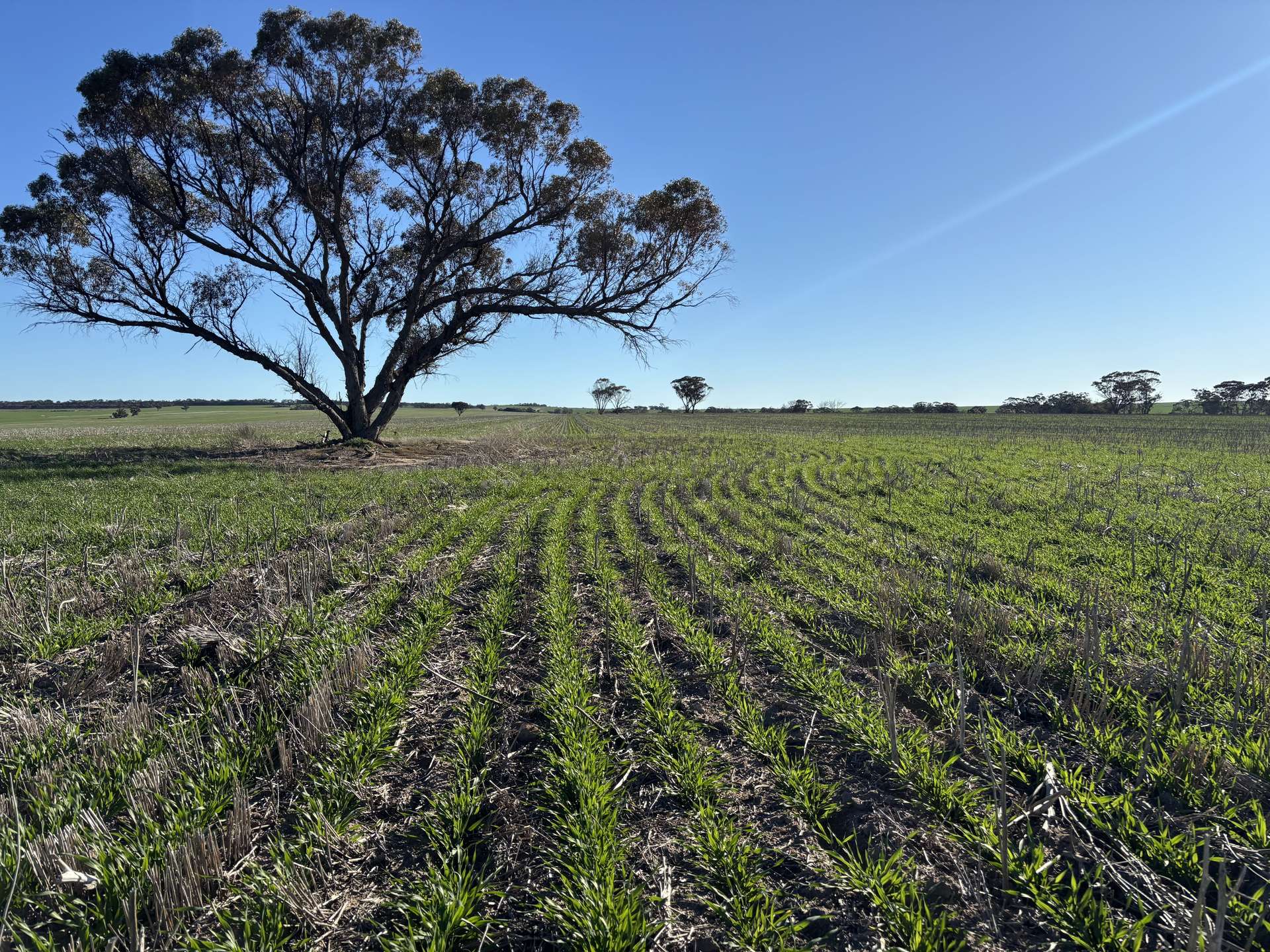 'Craigmile' Cubbine Road, Quairading Auction by Farmbuy.com - image 7