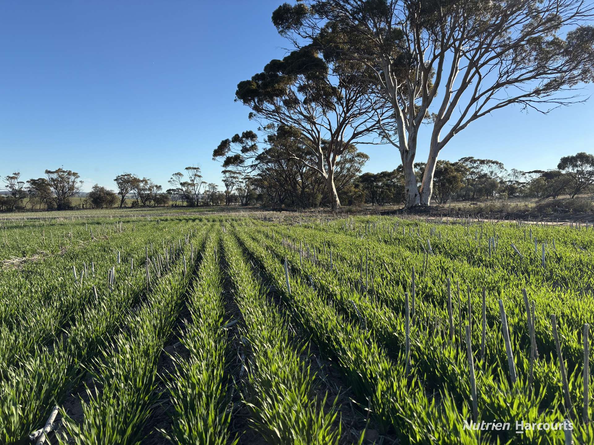 Part 'Craigmile' Cubbine Road, Quairading Auction by Farmbuy.com - image 6