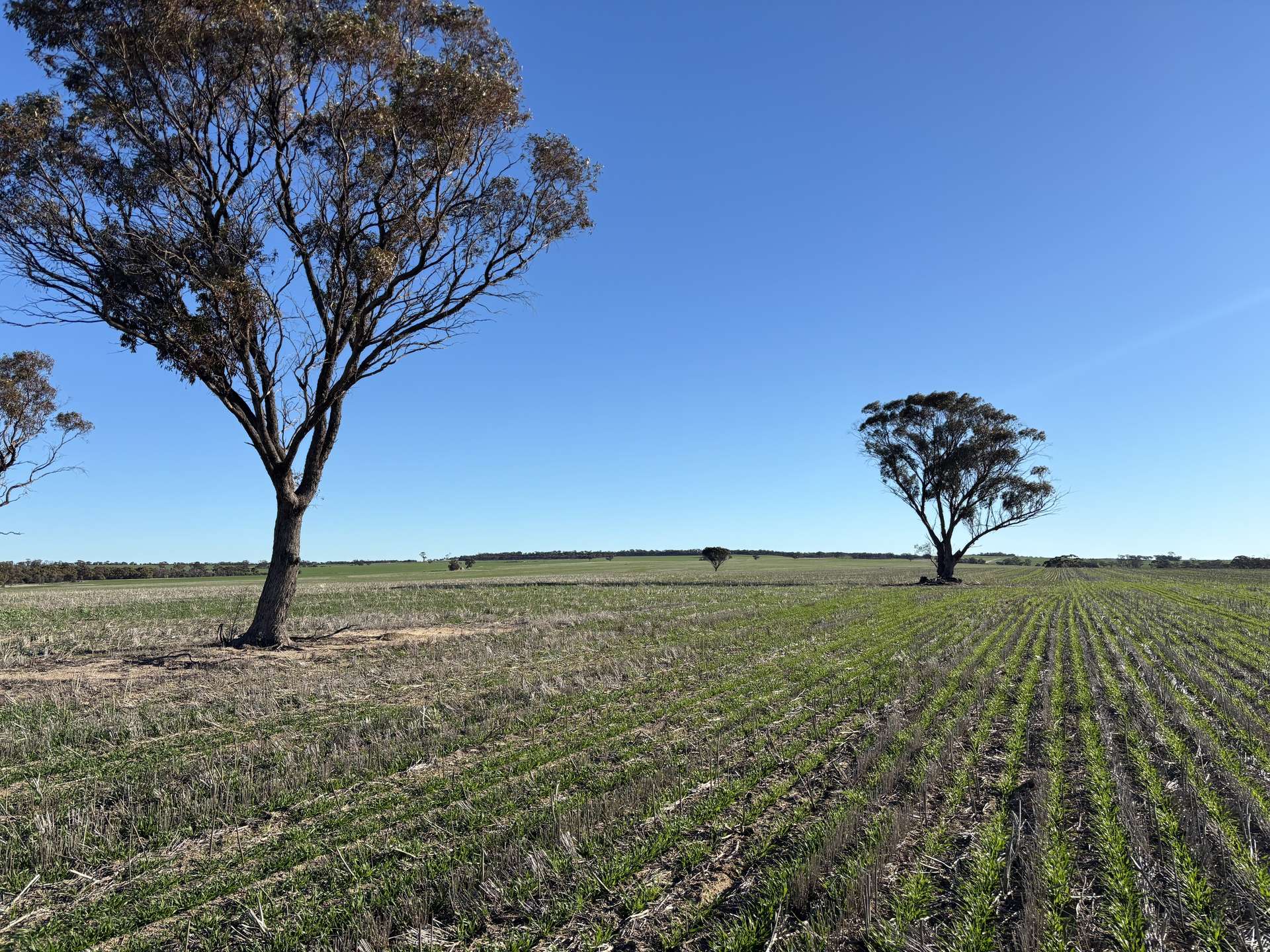 'Craigmile' Cubbine Road, Quairading Auction by Farmbuy.com - image 16