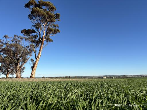 Part 'Craigmile' Cubbine Road, Quairading WA 6383