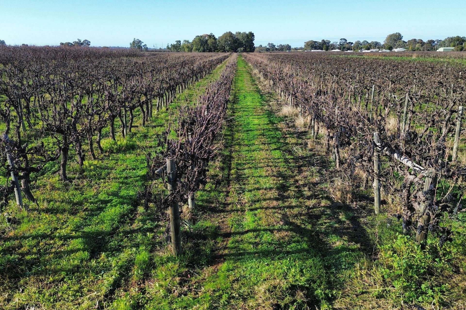 Lot 725,  Ral Ral Avenue, Renmark For Sale by Farmbuy.com - image 3