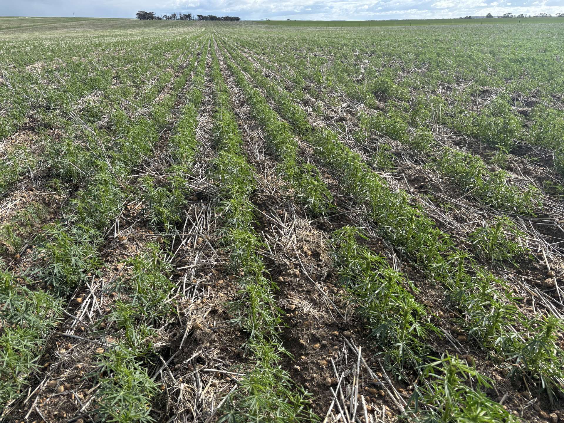 . Zis's And Garbin's, Bruce Rock Auction by Farmbuy.com - image 9