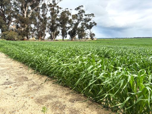 Farm Auction - WA - Bruce Rock - 6418 - Genuine offering from an established Shackleton family 'reducing their farming interests 
