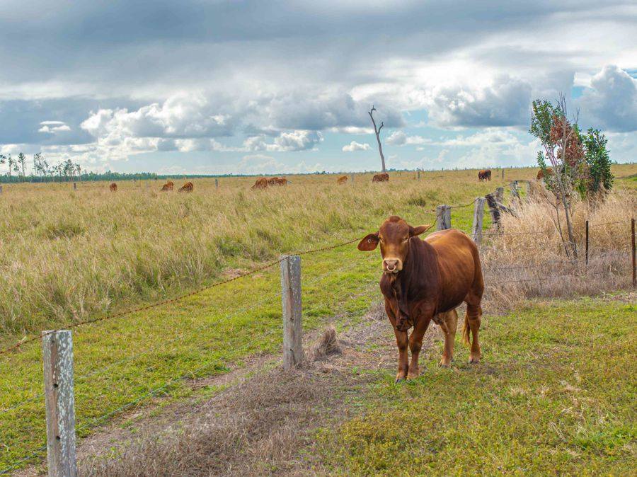 343 Suthers Road, Dunmora For Sale by Farmbuy.com - image 1