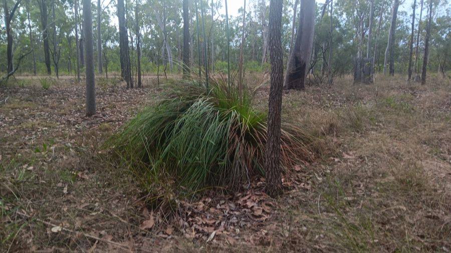 Lot 188 Arborthree Road, Glenwood For Sale by Farmbuy.com - image 4