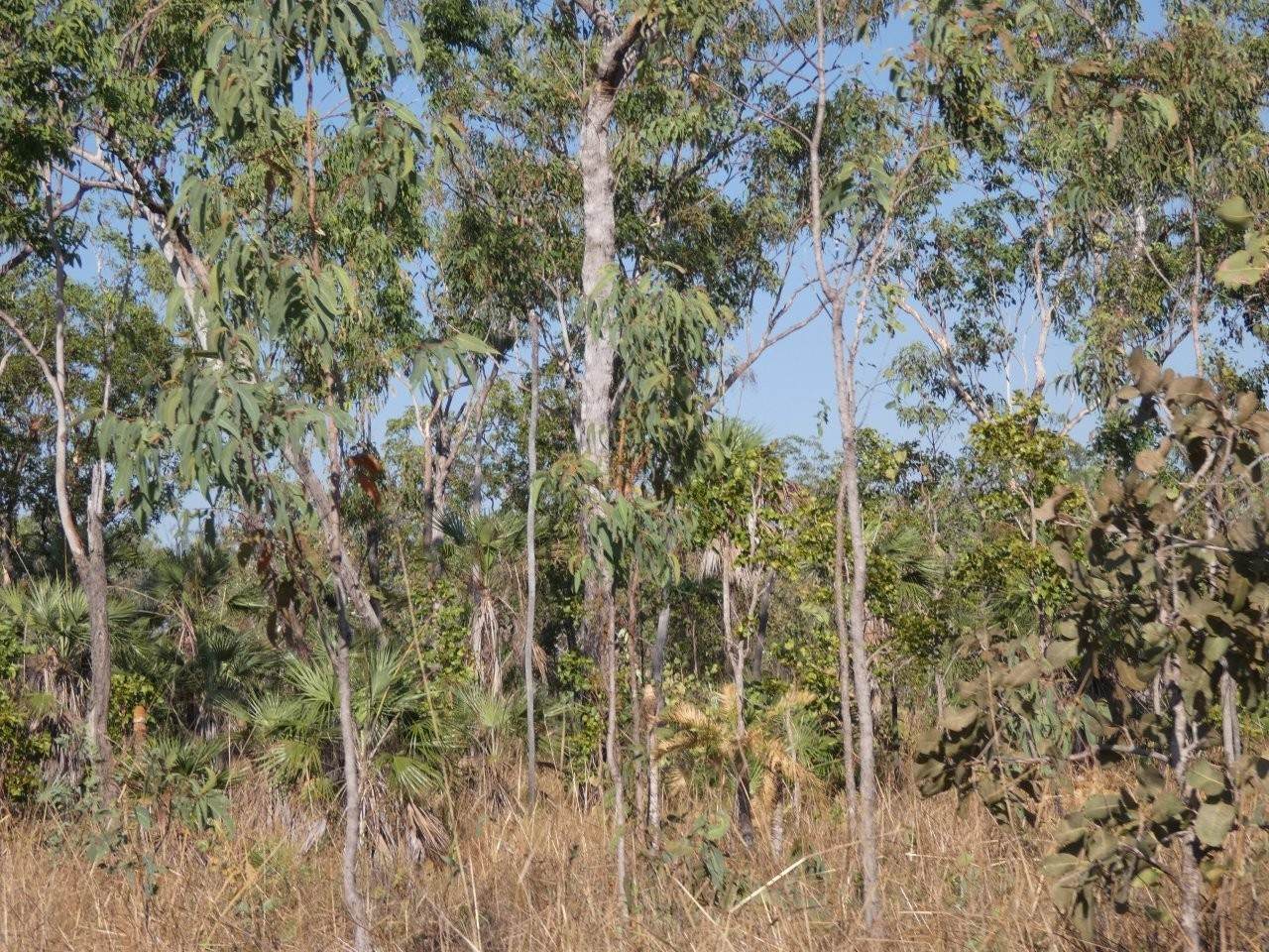 1405 Letchford Road, Collett Creek For Sale by Farmbuy.com - image 11