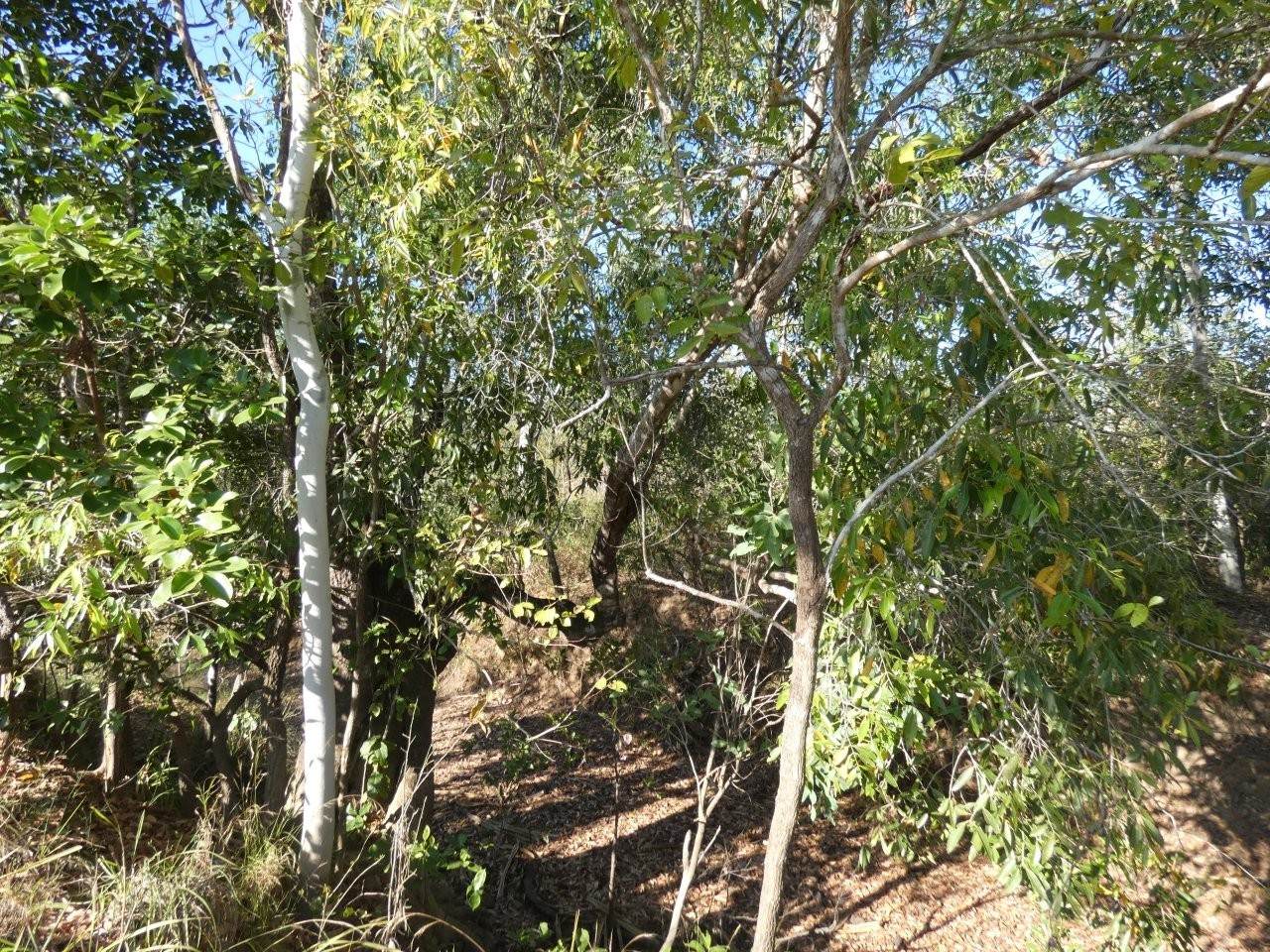 1405 Letchford Road, Collett Creek For Sale by Farmbuy.com - image 20