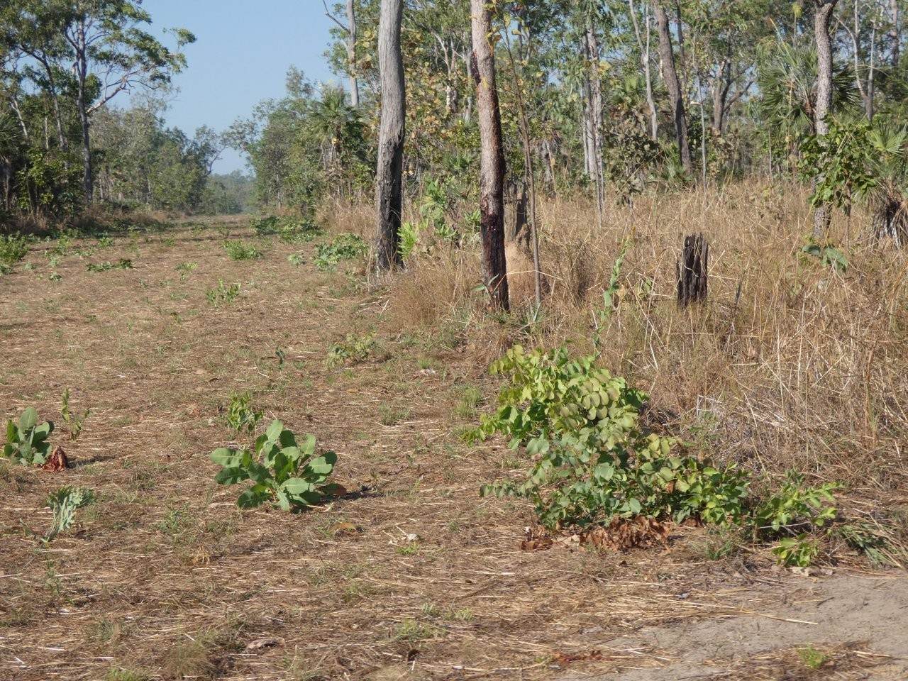 1405 Letchford Road, Collett Creek For Sale by Farmbuy.com - image 10