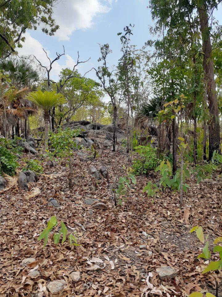 1405 Letchford Road, Collett Creek For Sale by Farmbuy.com - image 3