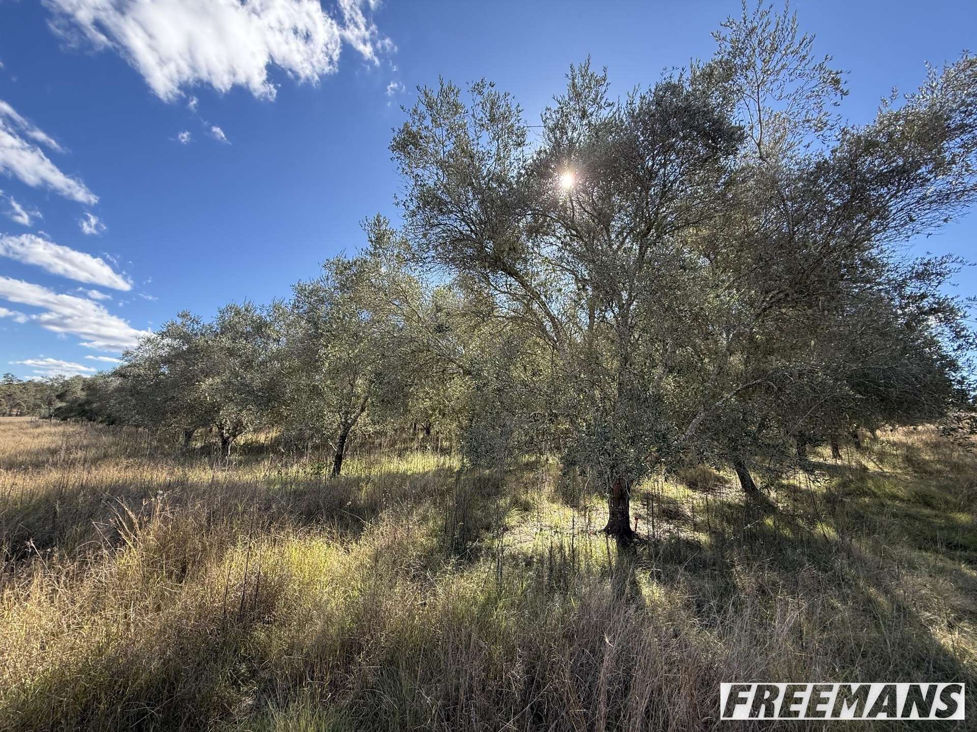 62 Runnymede Estate Road, Runnymede For Sale by Farmbuy.com - image 31