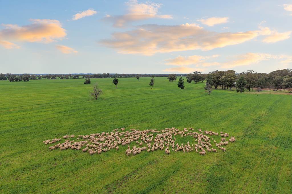 679 Bellarwi Road, West Wyalong NSW 2671