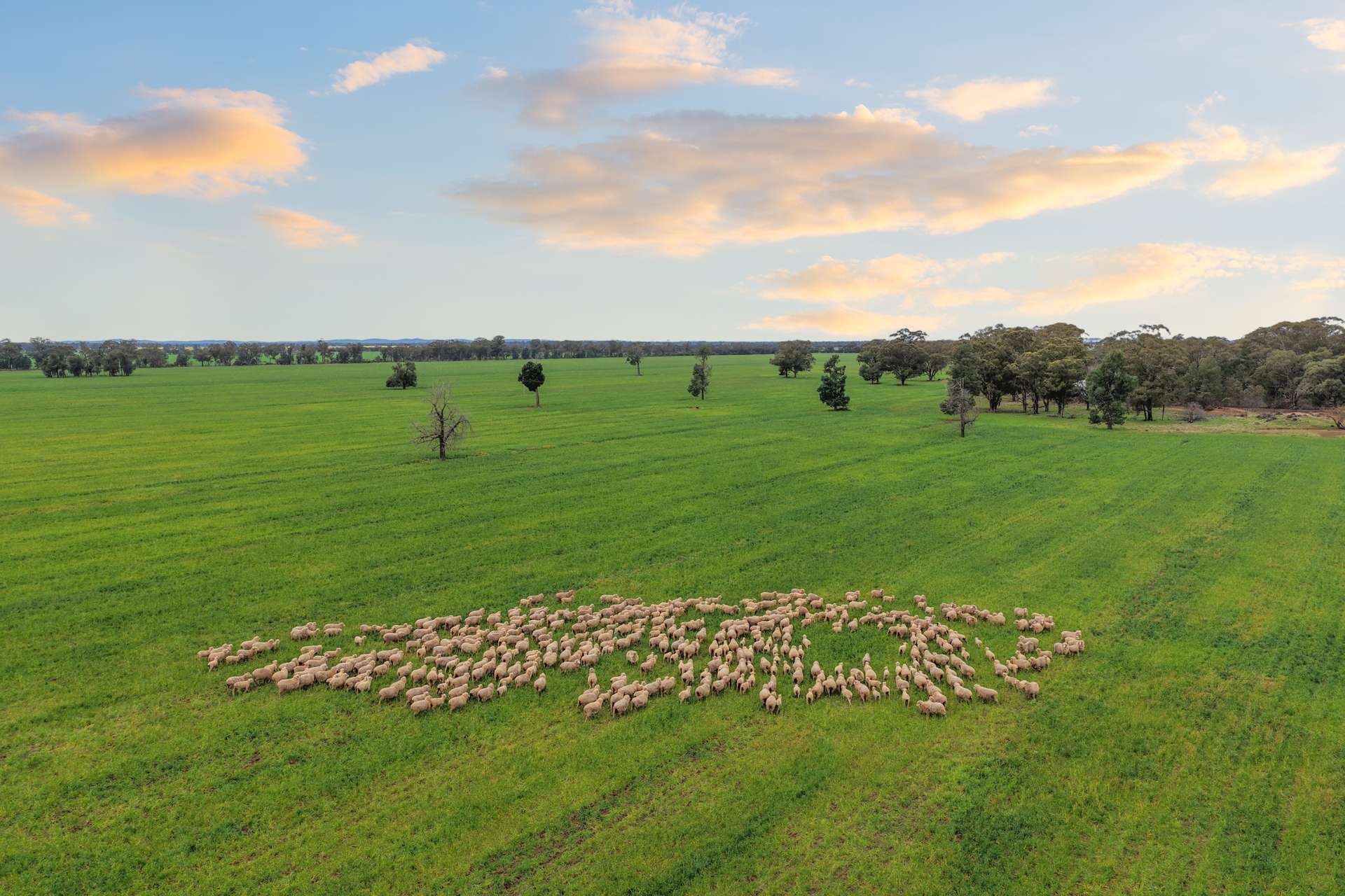 679 Bellarwi Road, West Wyalong For Sale by Farmbuy.com - image 1