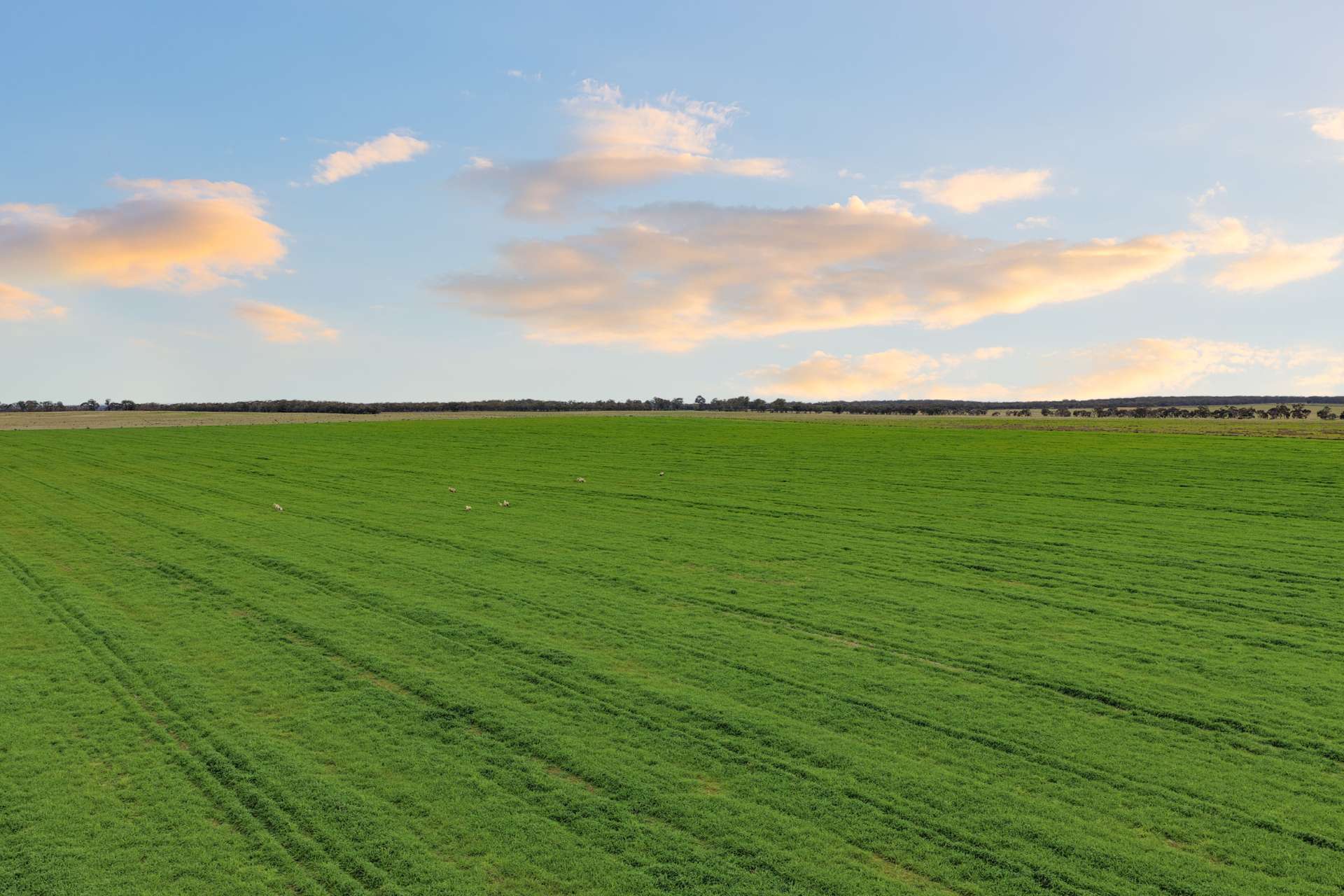 679 Bellarwi Road, West Wyalong For Sale by Farmbuy.com - image 6