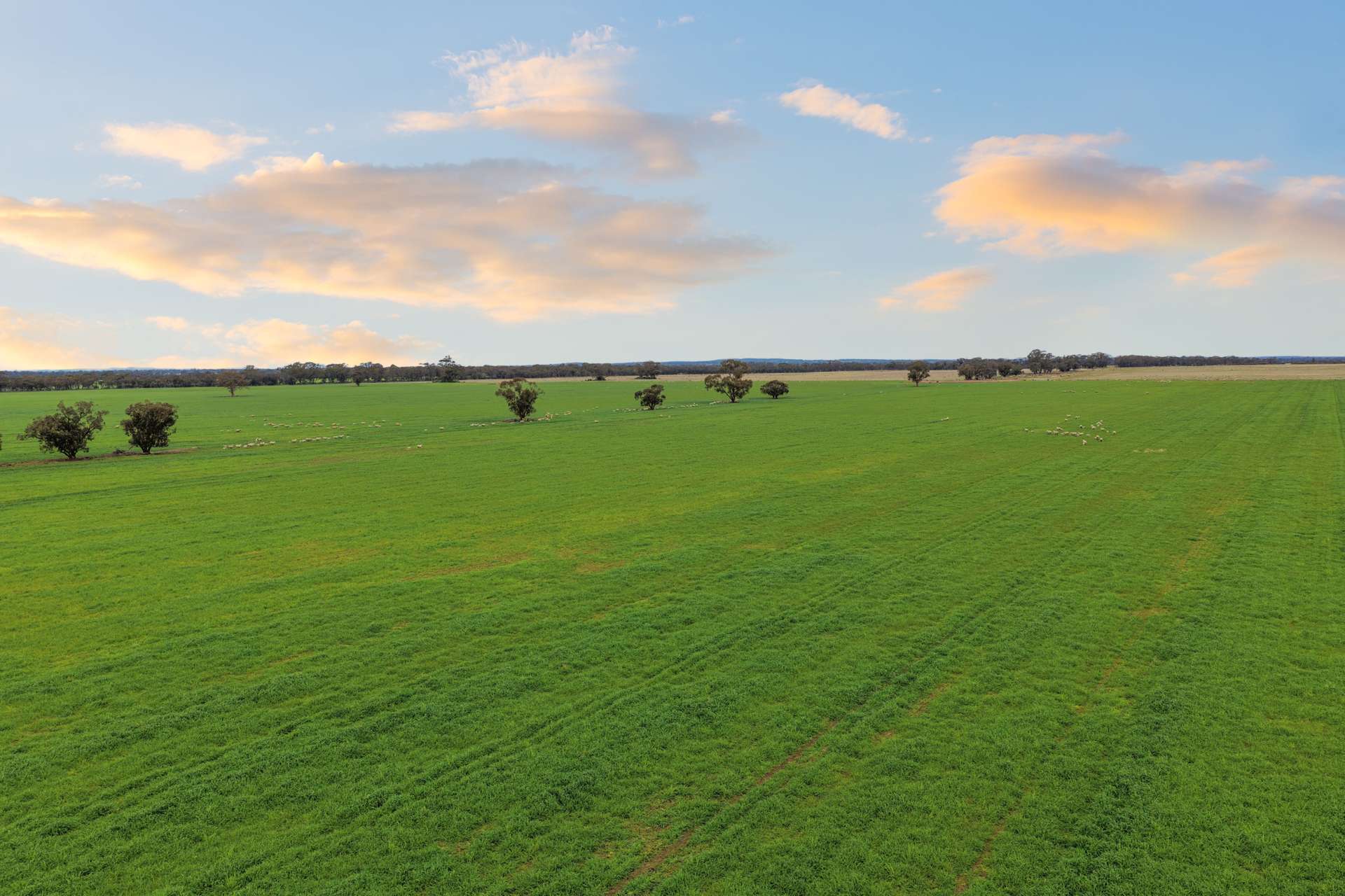 679 Bellarwi Road, West Wyalong For Sale by Farmbuy.com - image 2