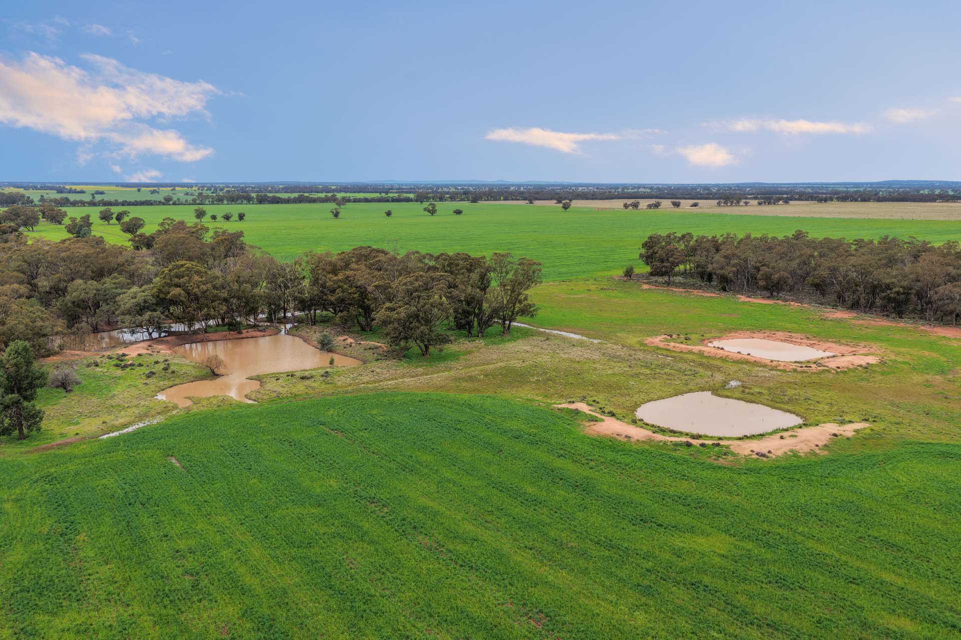 679 Bellarwi Road, West Wyalong For Sale by Farmbuy.com - image 4