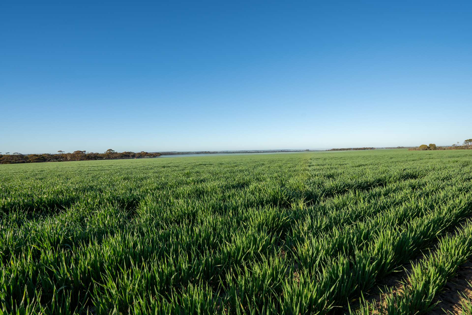 1074 Neve Road, Pingrup For Sale by Farmbuy.com - image 12