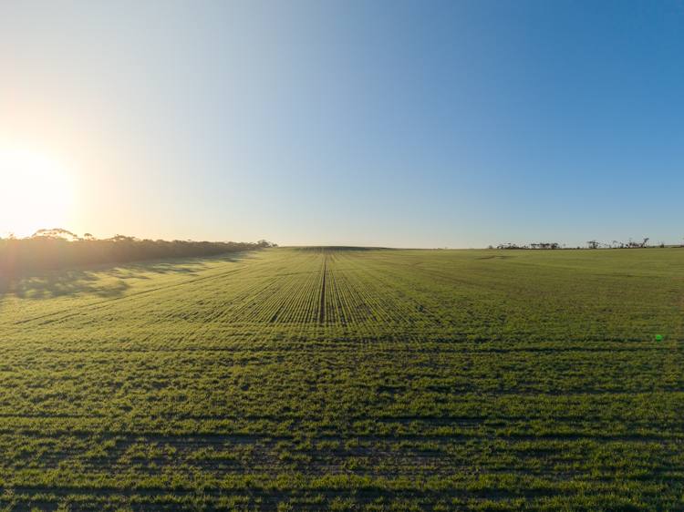 1074 Neve Road, Pingrup For Sale by Farmbuy.com - image 4