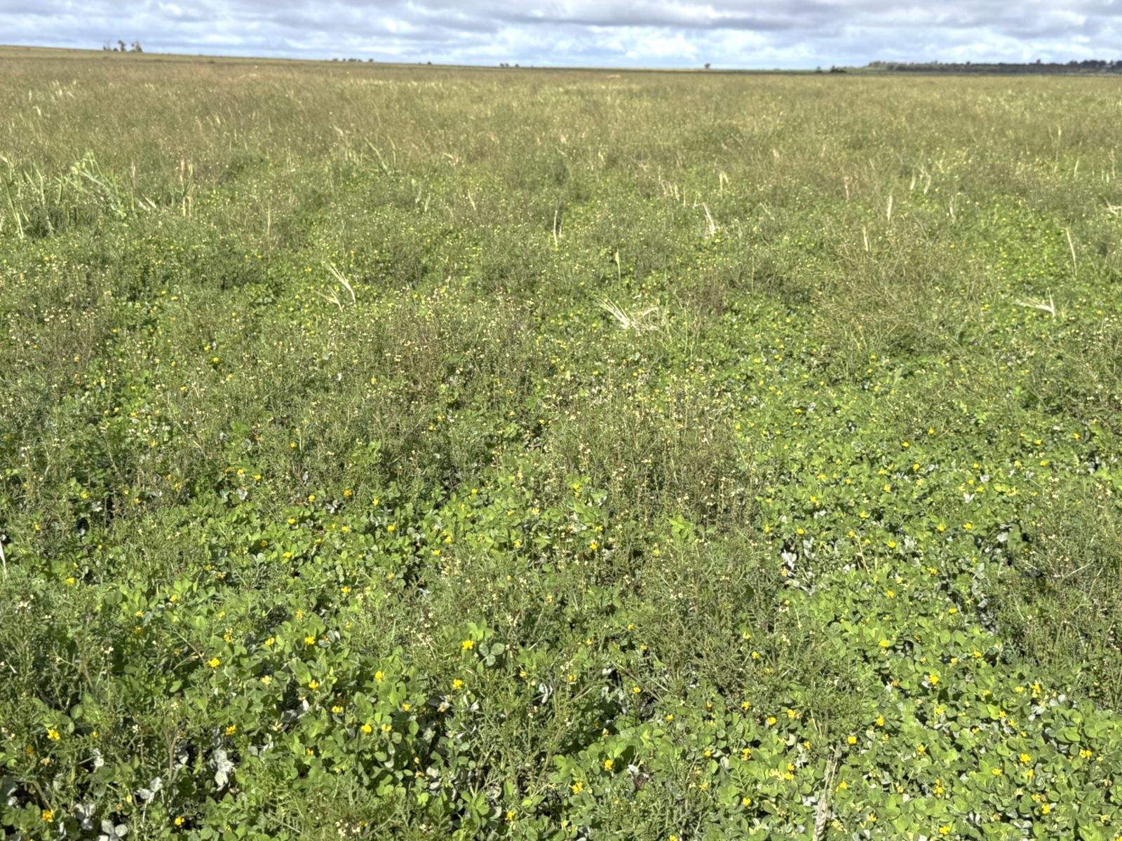 'Mount Hope' Curtis Road, Wargan For Sale by Farmbuy.com - image 19