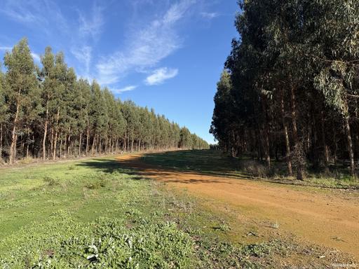 Farm For Sale - WA - Narrikup - 6326 - Income in Chorkerup 
