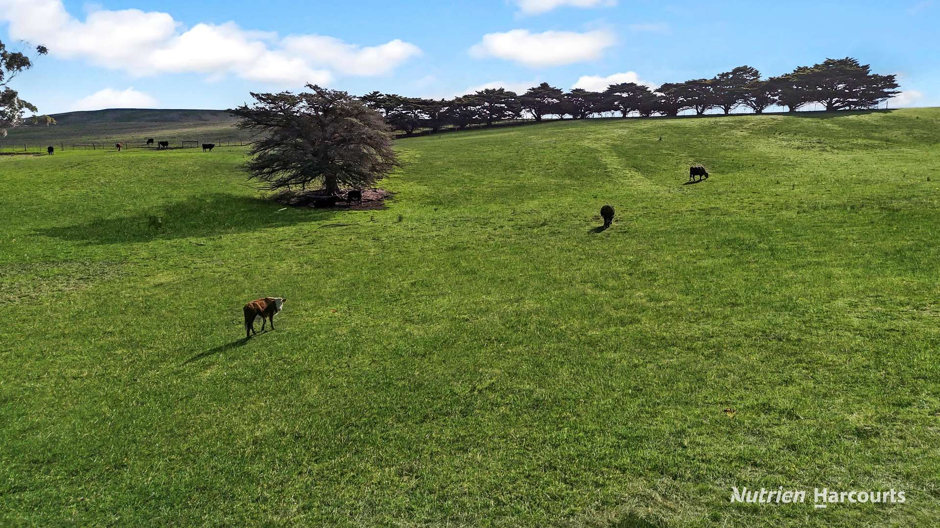 4168 Glenelg Highway, Coleraine For Sale by Farmbuy.com - image 6