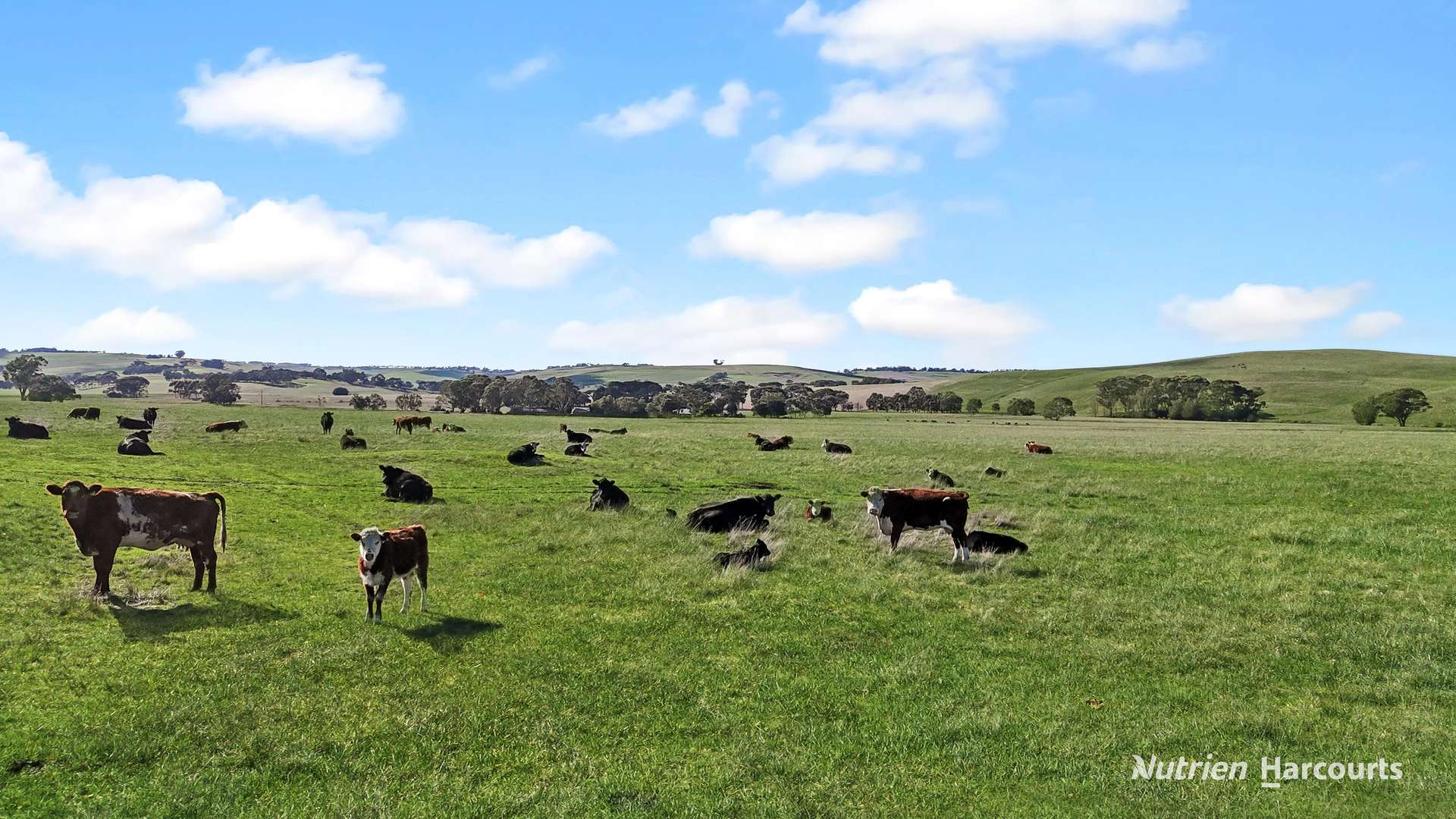 4168 Glenelg Highway, Coleraine For Sale by Farmbuy.com - image 11