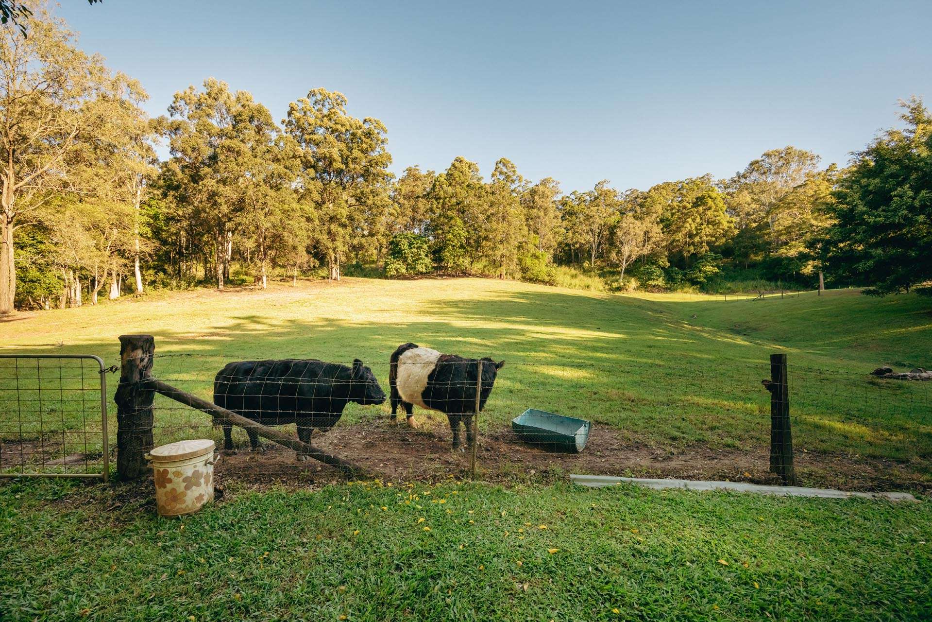 53 Macdonald Road, Palmwoods For Sale by Farmbuy.com - image 11