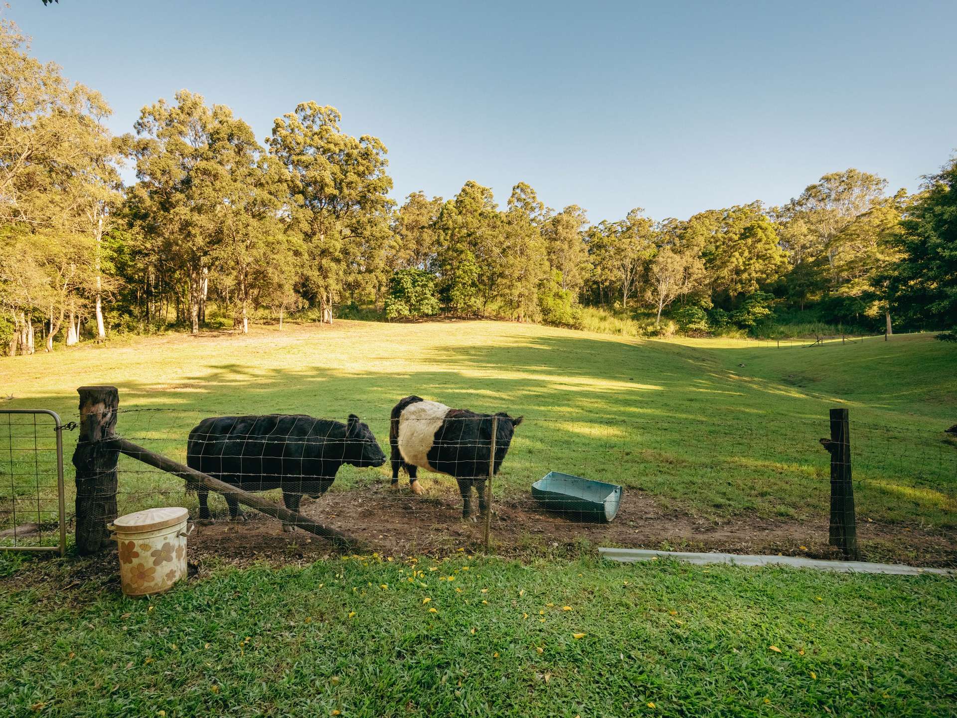 53 Macdonald Road, Palmwoods For Sale by Farmbuy.com - image 11