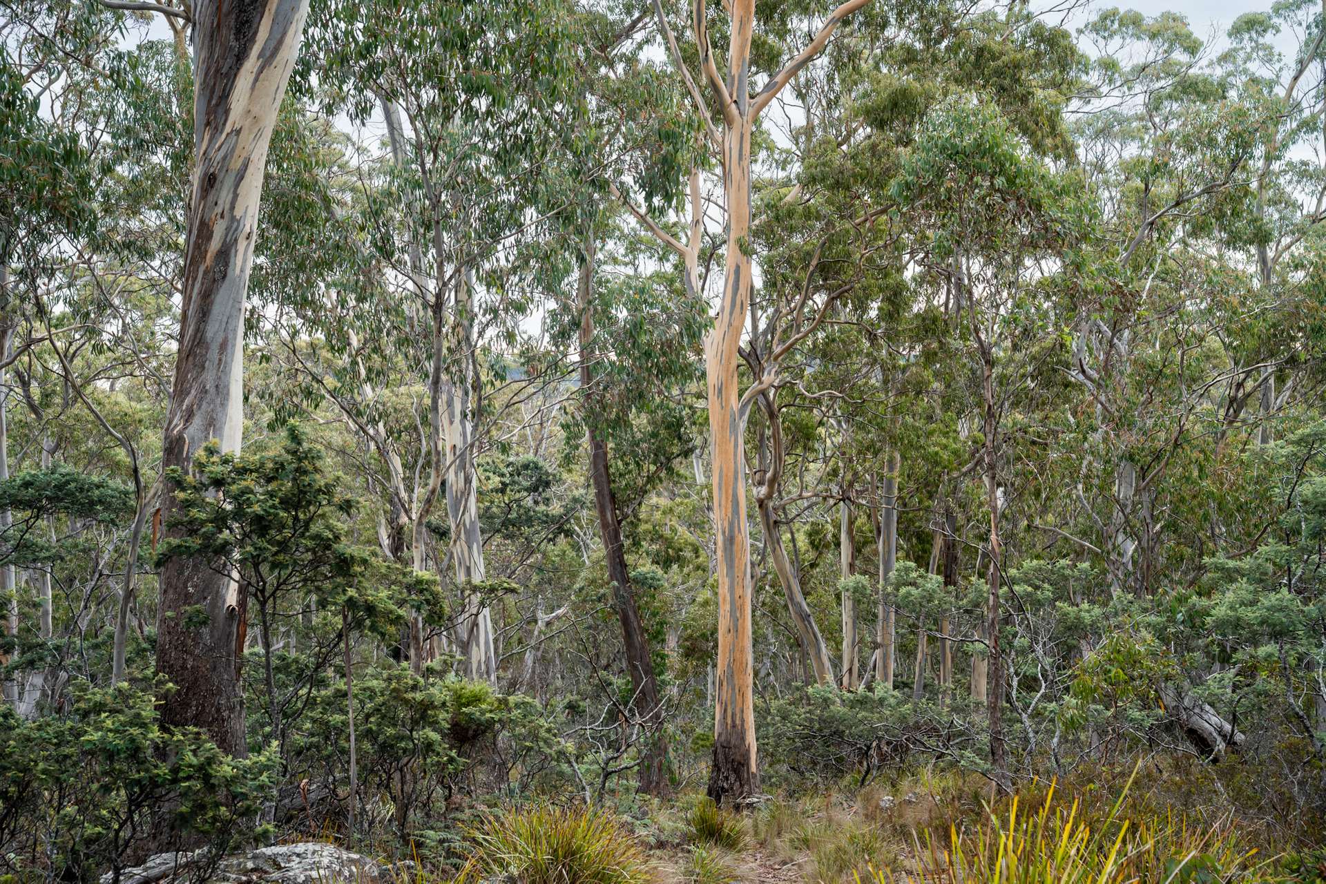 'Hardings Bay Retreat', Lake Leake Road, Lake Leake For Sale by Farmbuy.com - image 20