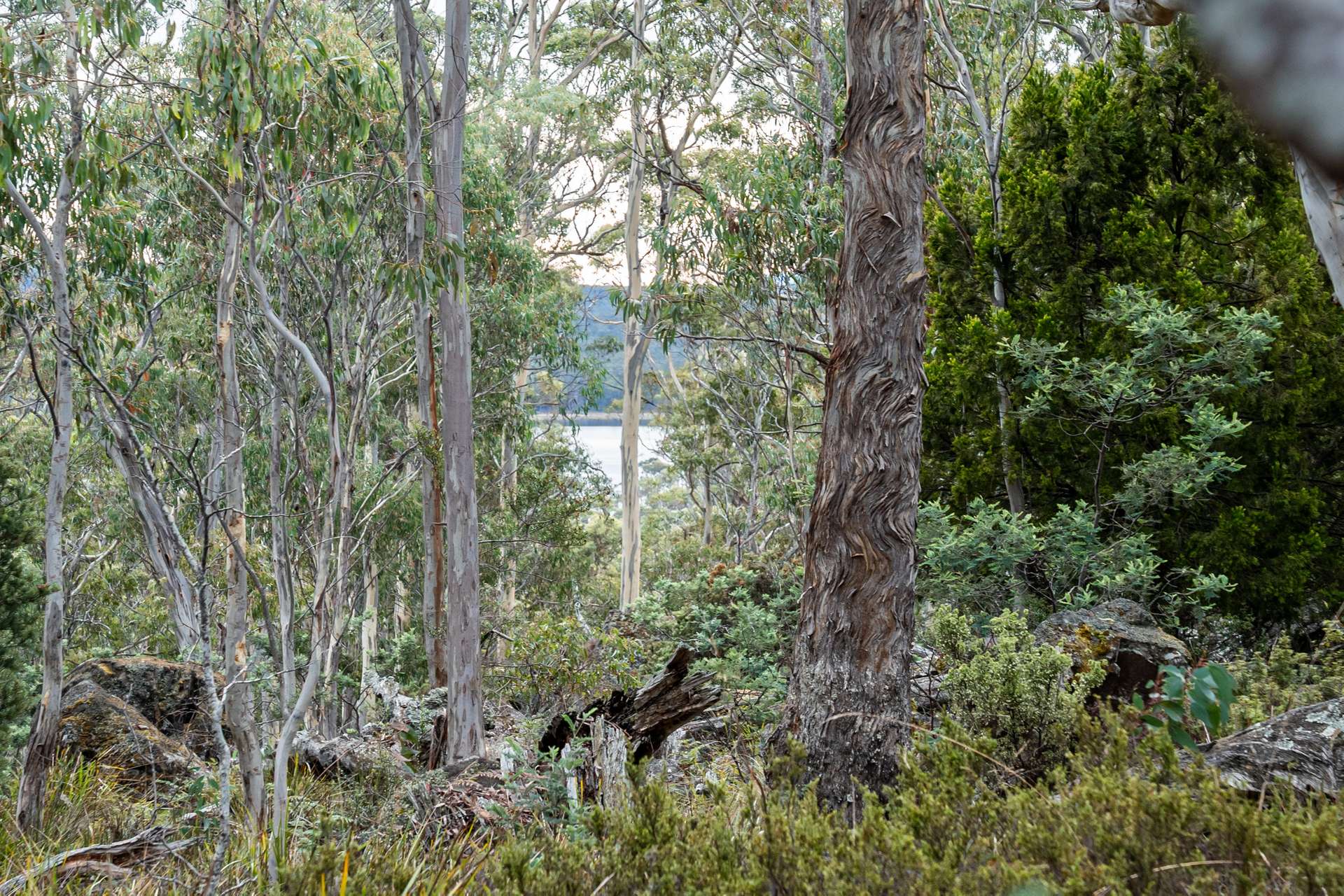 'Hardings Bay Retreat', Lake Leake Road, Lake Leake For Sale by Farmbuy.com - image 12