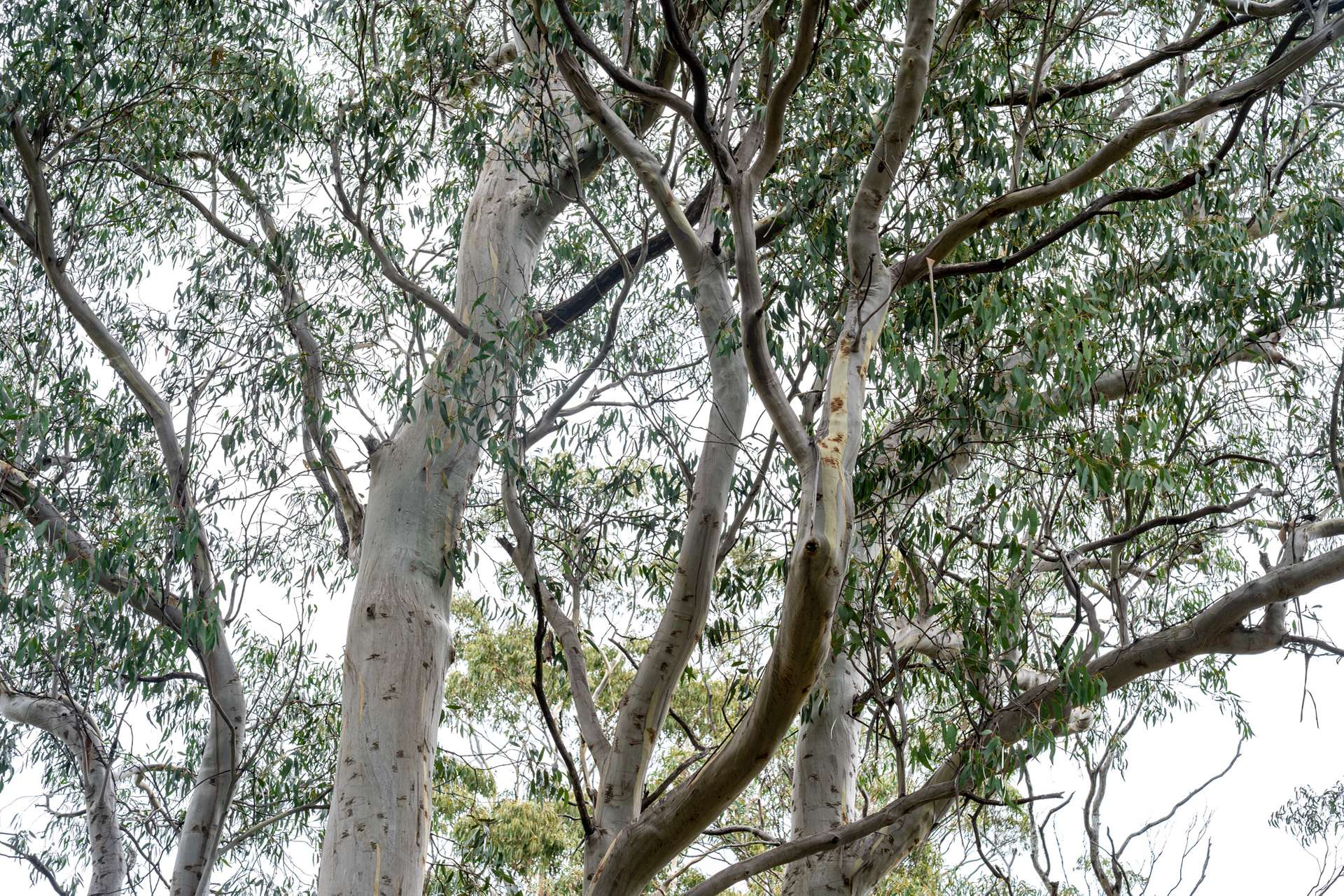 'Hardings Bay Retreat', Lake Leake Road, Lake Leake For Sale by Farmbuy.com - image 9