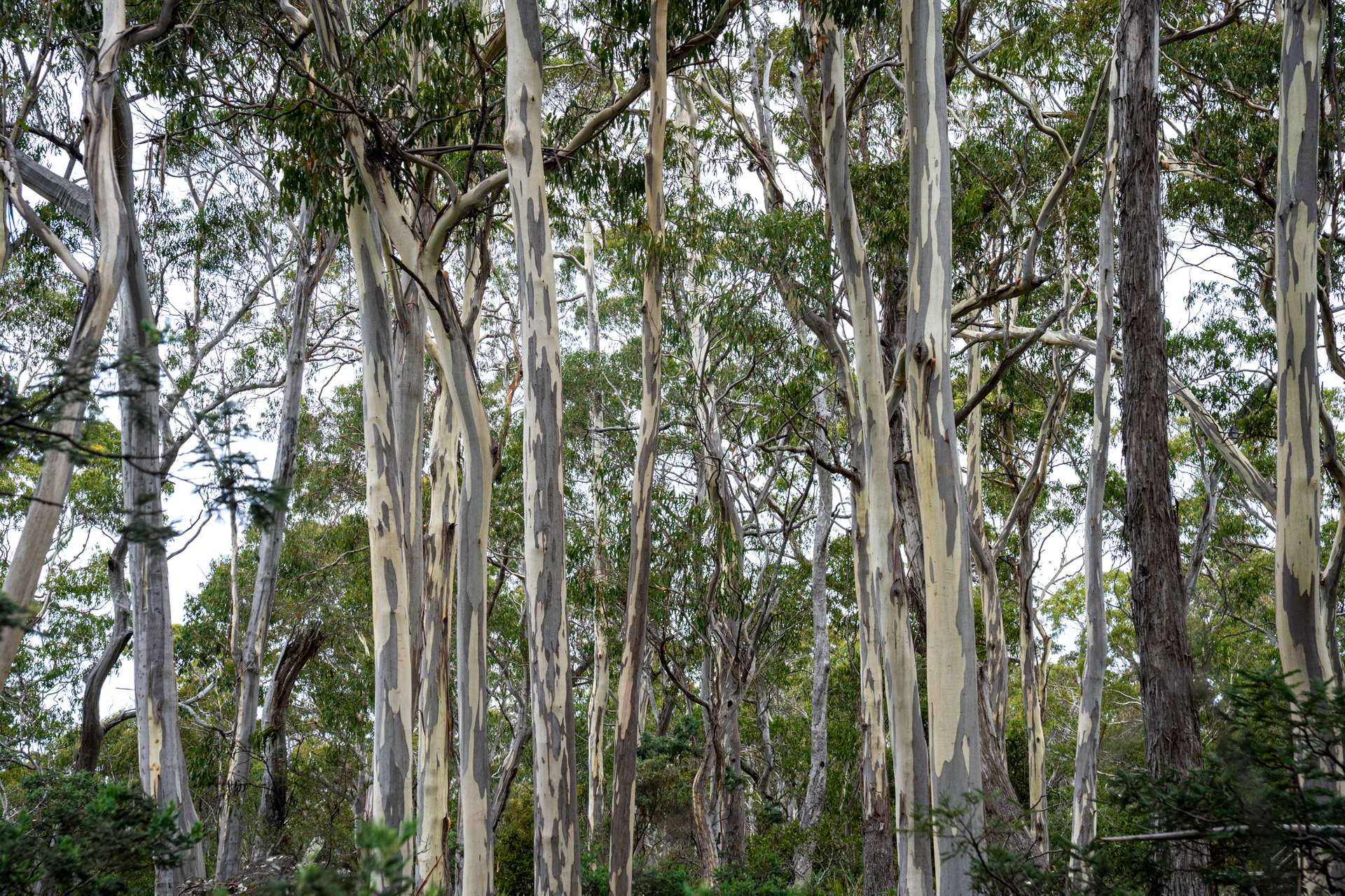 'Hardings Bay Retreat', Lake Leake Road, Lake Leake For Sale by Farmbuy.com - image 10