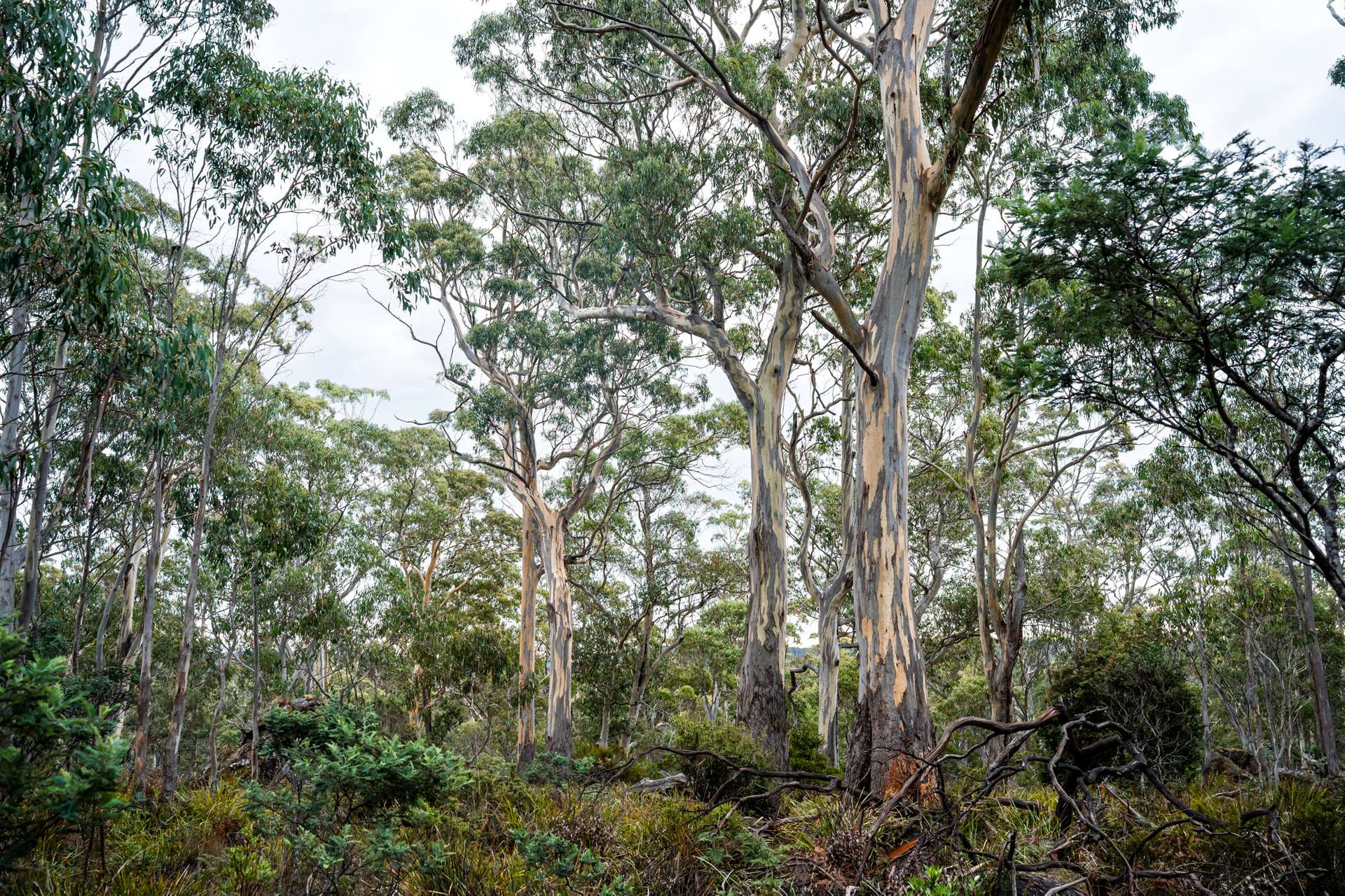 'Hardings Bay Retreat', Lake Leake Road, Lake Leake For Sale by Farmbuy.com - image 17