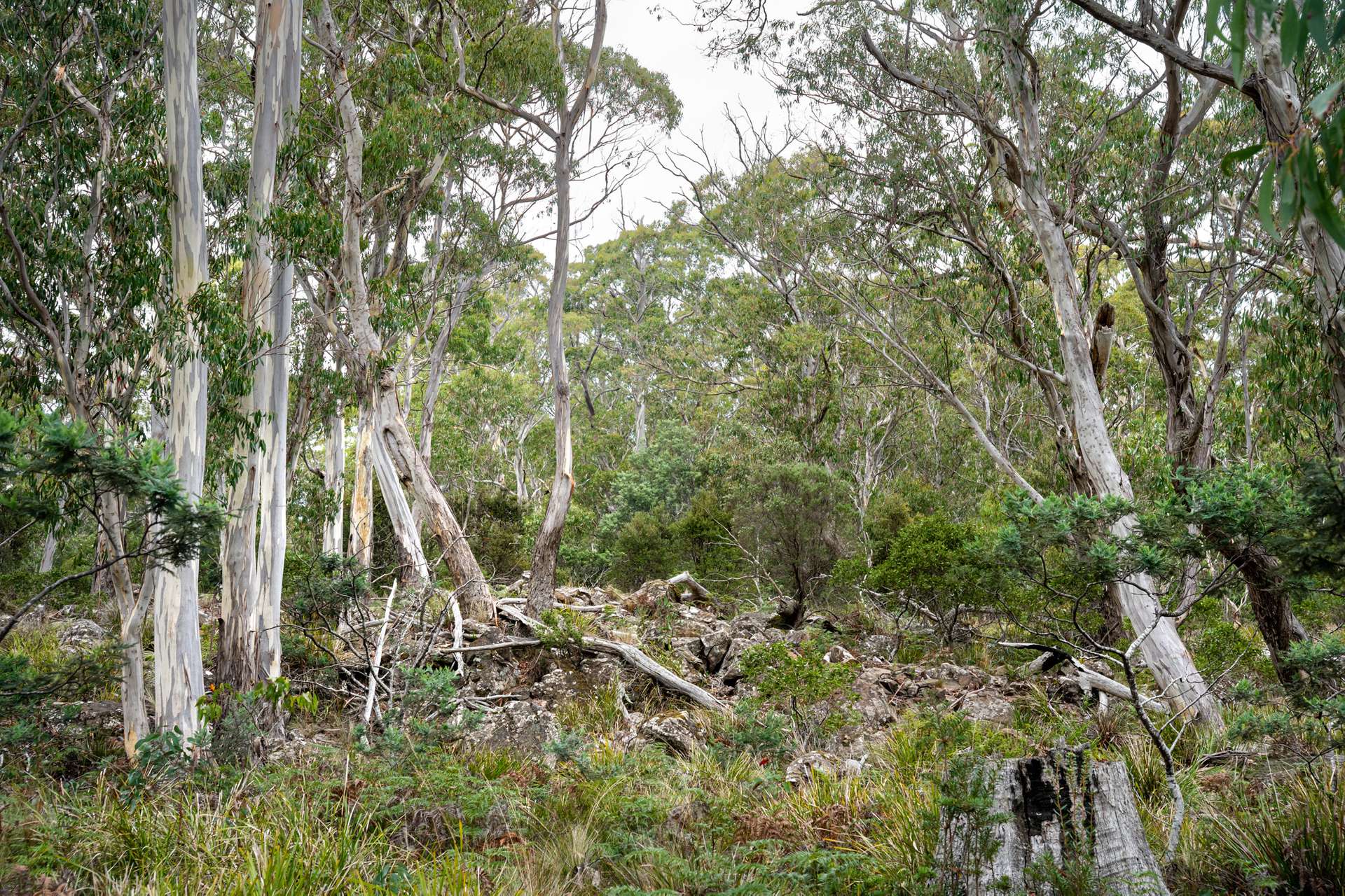 'Hardings Bay Retreat', Lake Leake Road, Lake Leake For Sale by Farmbuy.com - image 18