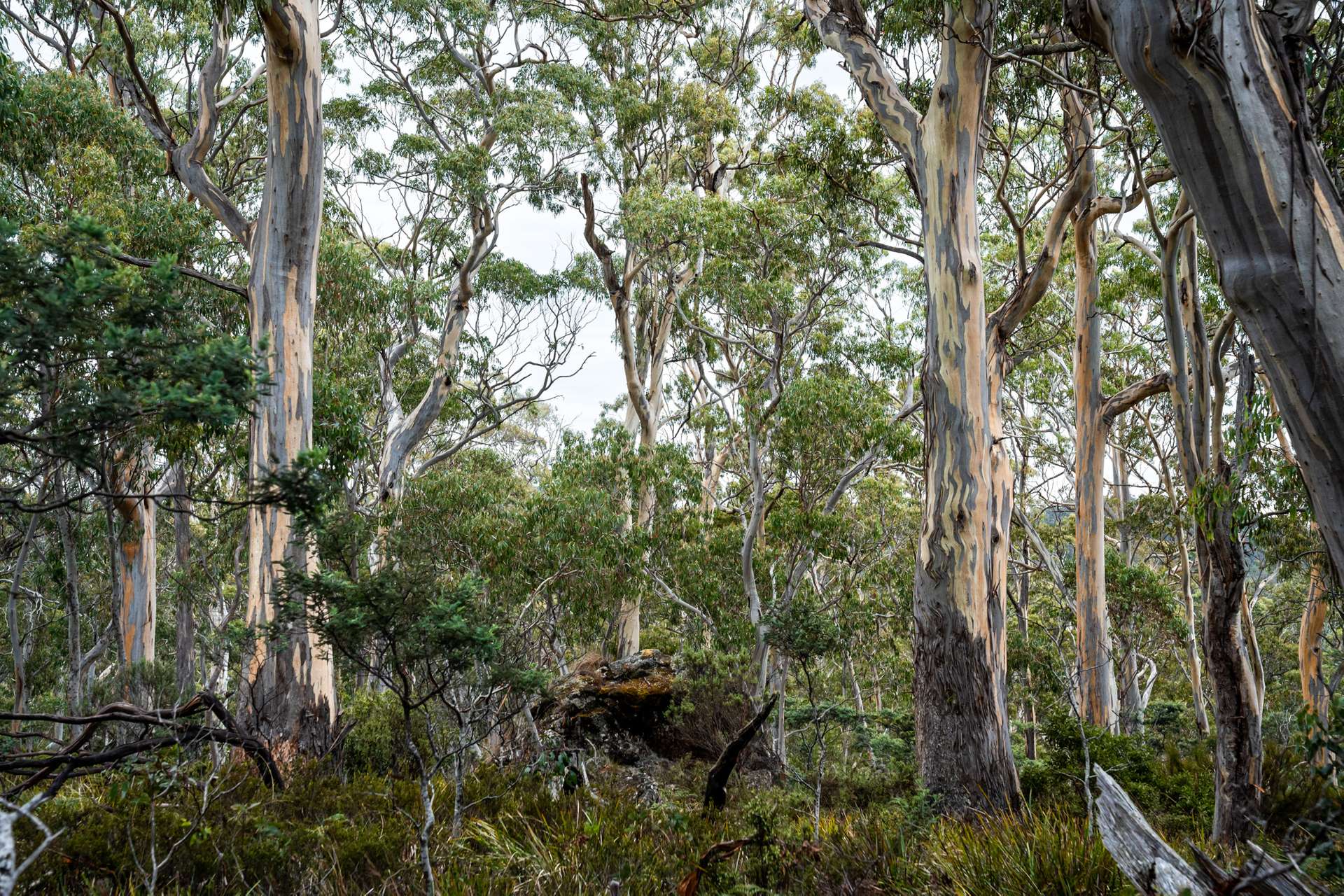 'Hardings Bay Retreat', Lake Leake Road, Lake Leake For Sale by Farmbuy.com - image 11