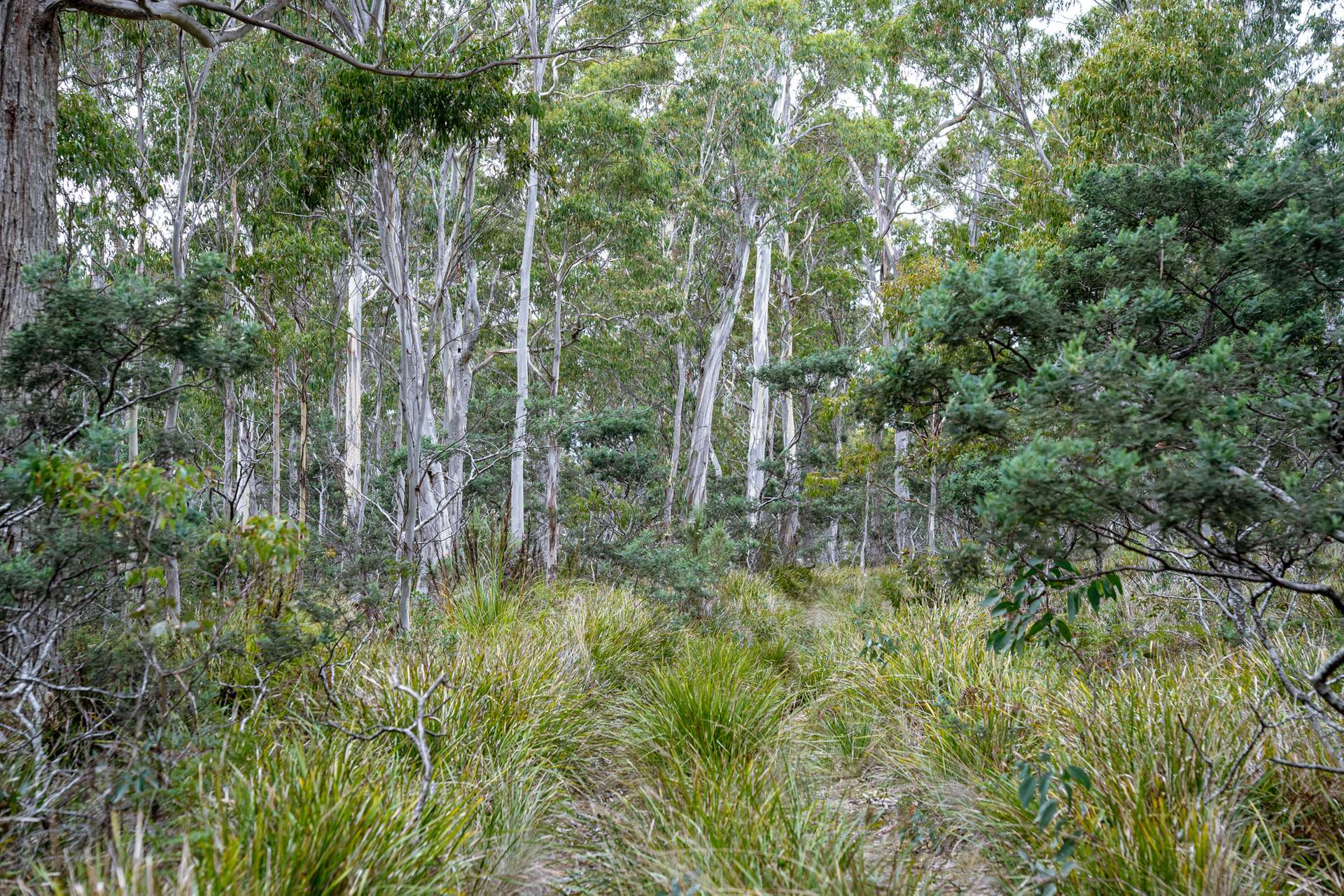 'Hardings Bay Retreat', Lake Leake Road, Lake Leake For Sale by Farmbuy.com - image 5