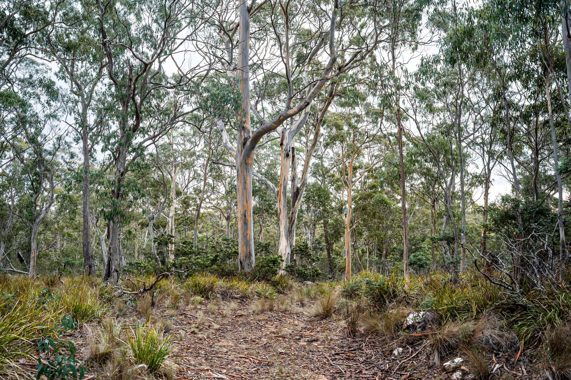 'Hardings Bay Retreat', Lake Leake Road, Lake Leake For Sale by Farmbuy.com - image 21