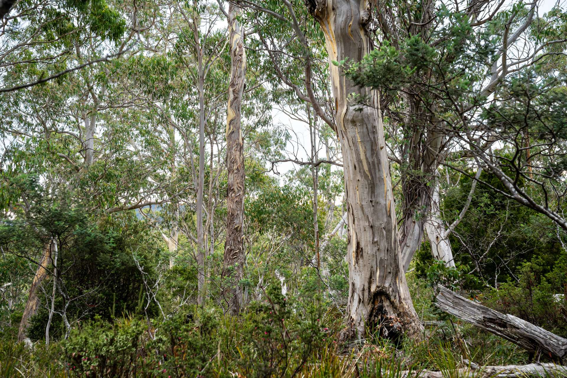 'Hardings Bay Retreat', Lake Leake Road, Lake Leake For Sale by Farmbuy.com - image 7