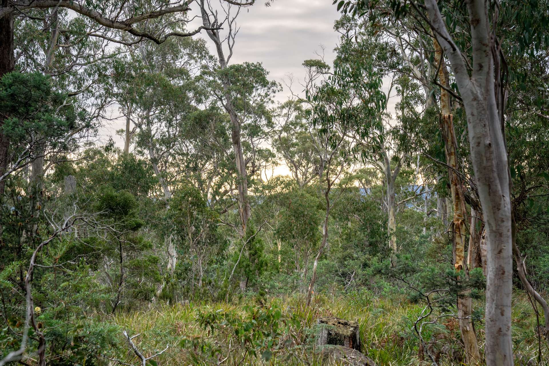 'Hardings Bay Retreat', Lake Leake Road, Lake Leake For Sale by Farmbuy.com - image 3