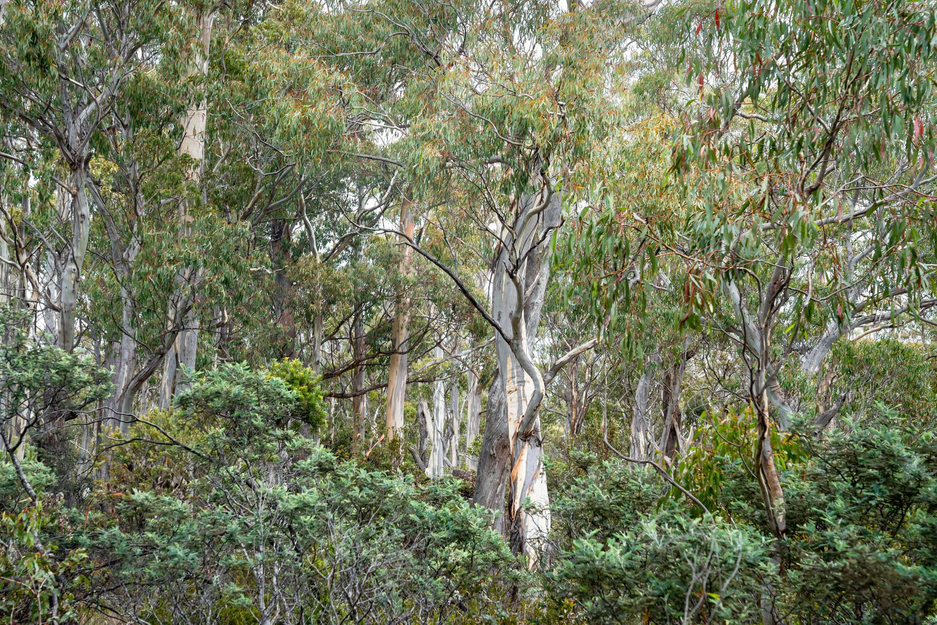 'Hardings Bay Retreat', Lake Leake Road, Lake Leake For Sale by Farmbuy.com - image 24