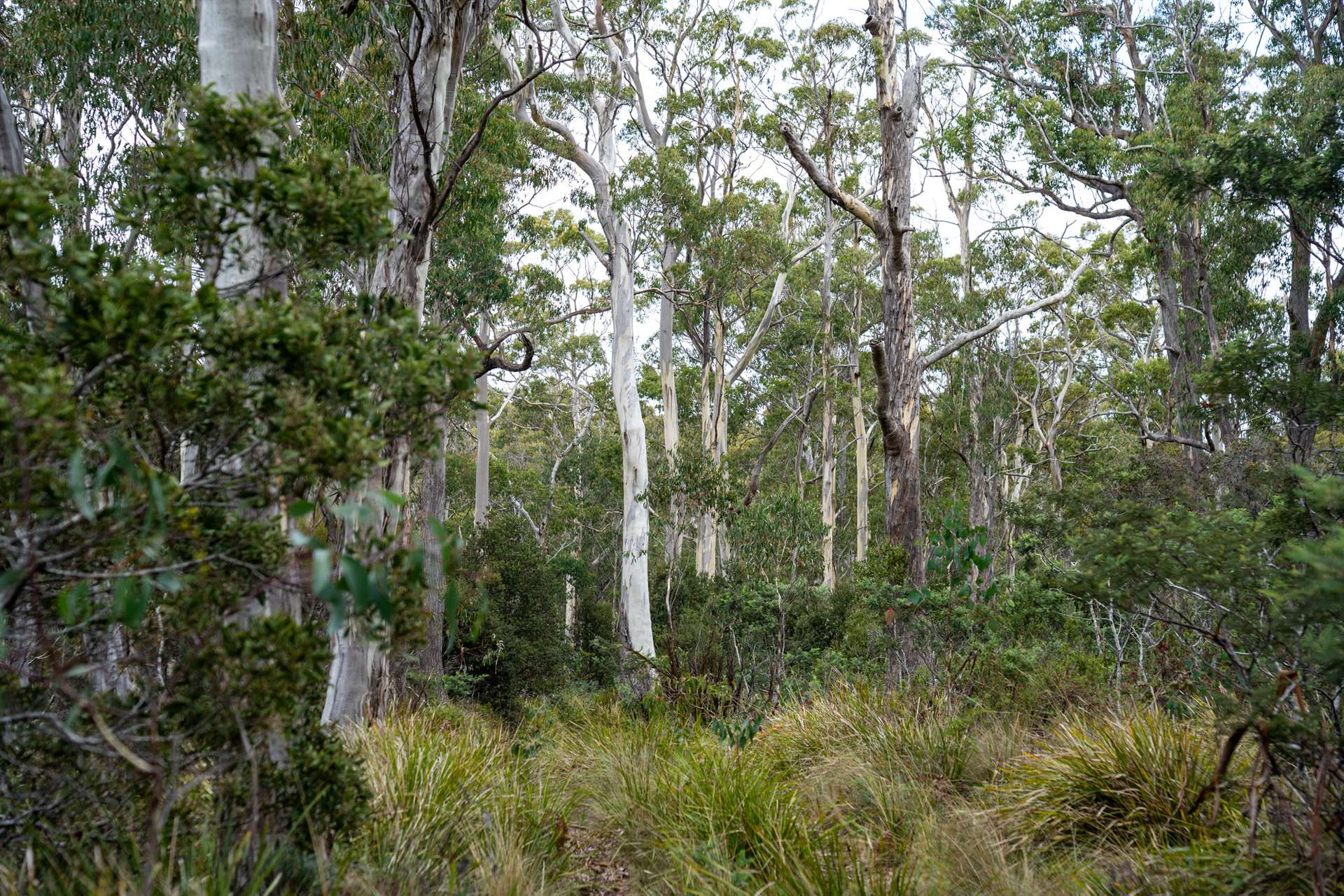 'Hardings Bay Retreat', Lake Leake Road, Lake Leake For Sale by Farmbuy.com - image 25