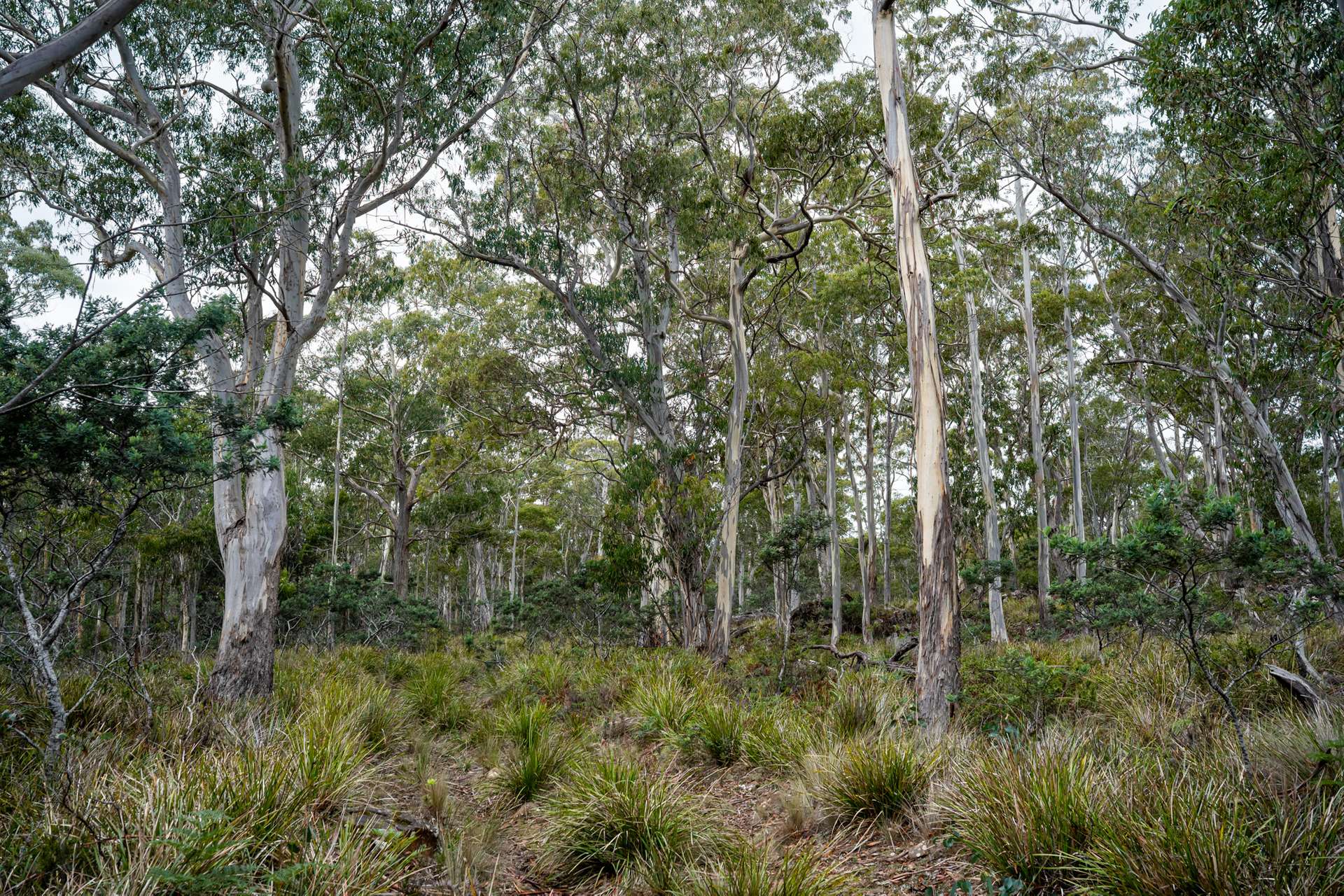 'Hardings Bay Retreat', Lake Leake Road, Lake Leake For Sale by Farmbuy.com - image 16
