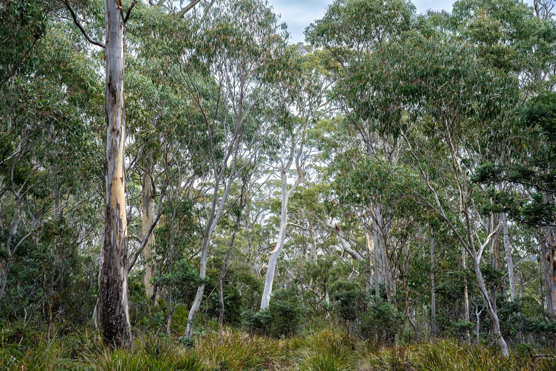 'Hardings Bay Retreat', Lake Leake Road, Lake Leake For Sale by Farmbuy.com - image 13