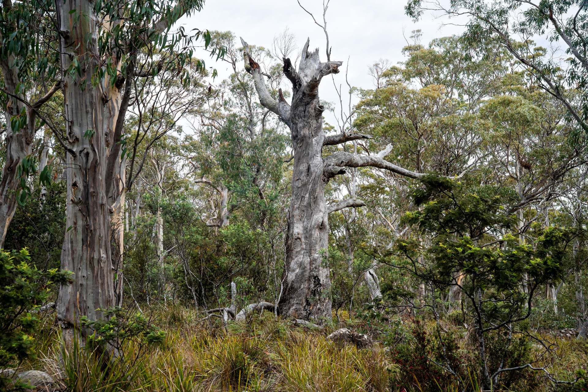 'Hardings Bay Retreat', Lake Leake Road, Lake Leake For Sale by Farmbuy.com - image 19