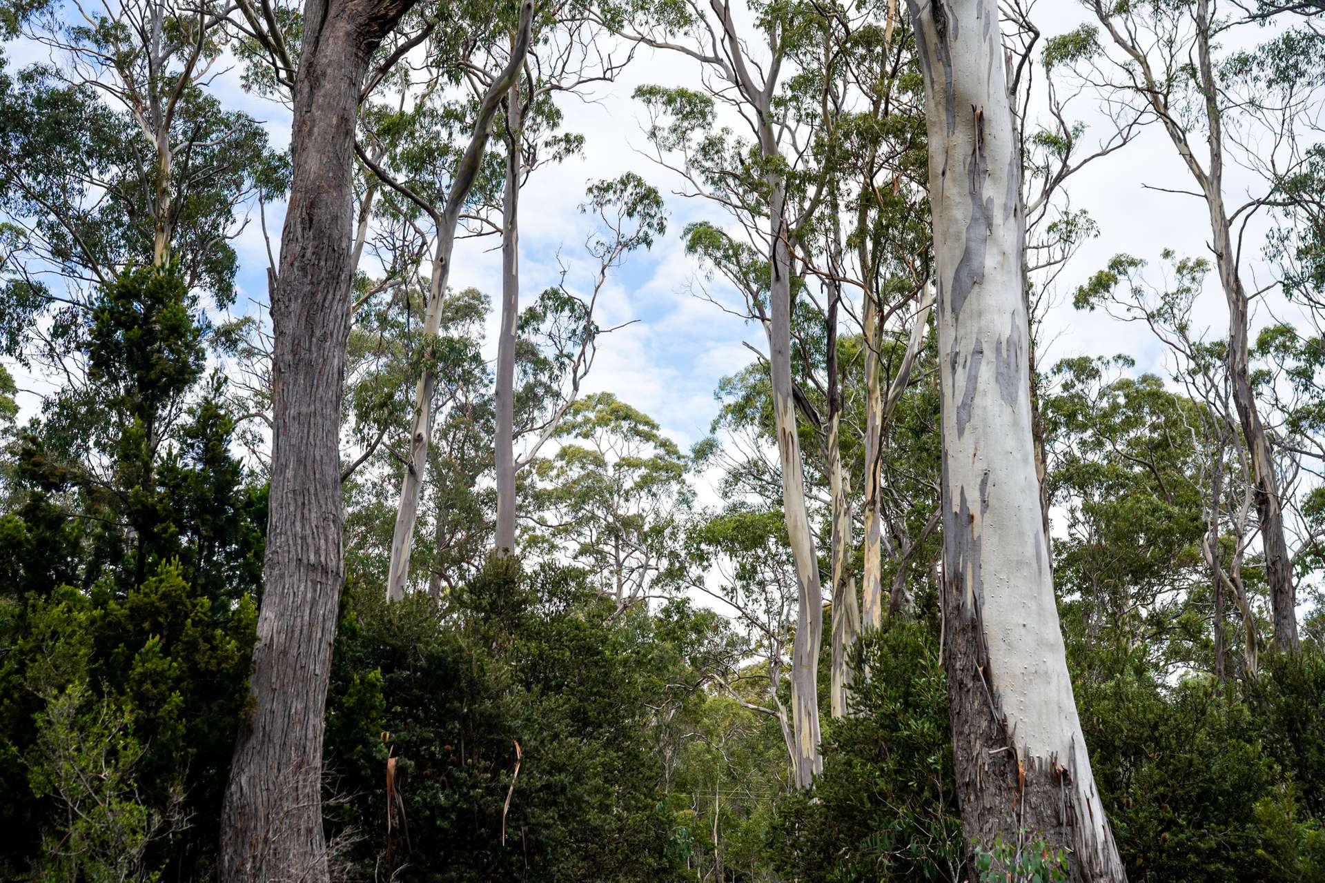 'Hardings Bay Retreat', Lake Leake Road, Lake Leake For Sale by Farmbuy.com - image 23