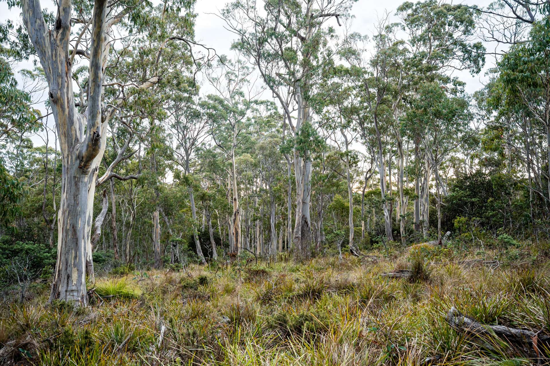 'Hardings Bay Retreat', Lake Leake Road, Lake Leake For Sale by Farmbuy.com - image 22