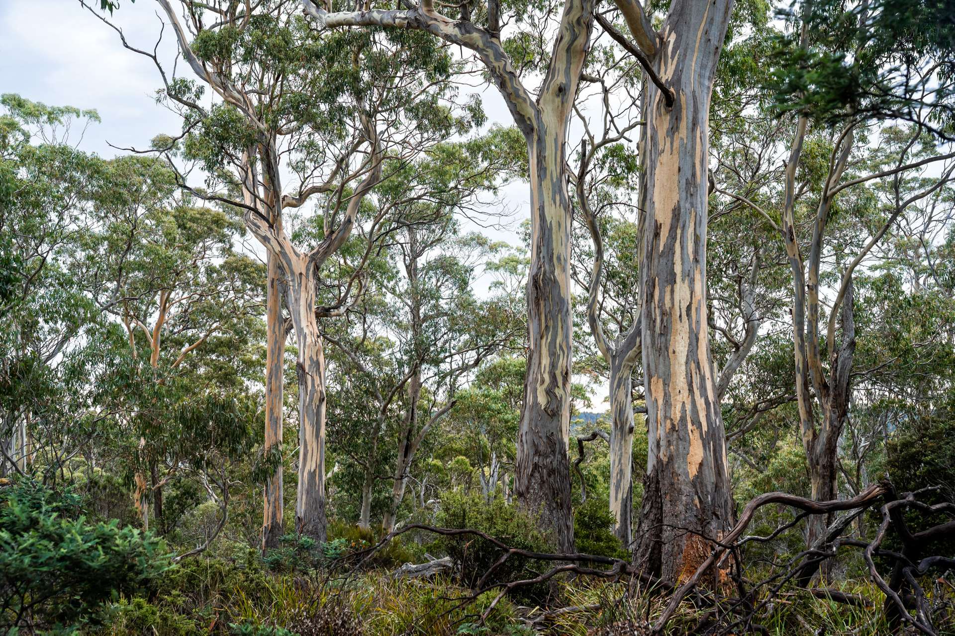 'Hardings Bay Retreat', Lake Leake Road, Lake Leake For Sale by Farmbuy.com - image 14