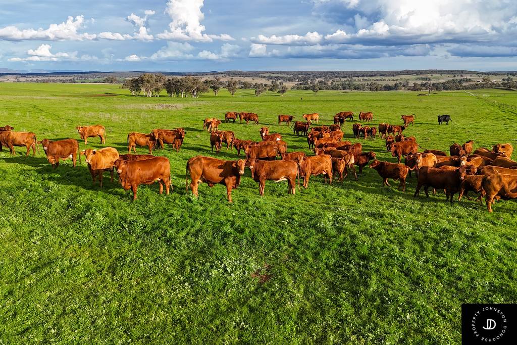 3985 Purlewaugh Road, Purlewaugh NSW 2357