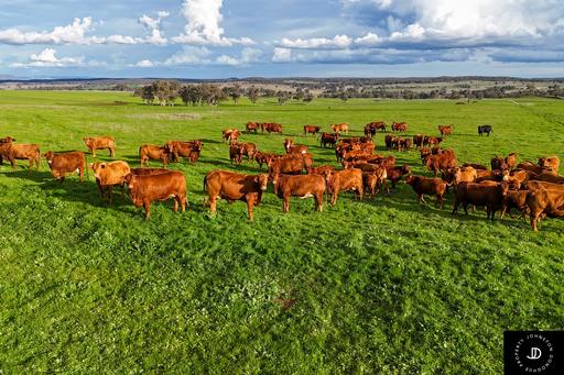 Farm For Sale - NSW - Purlewaugh - 2357 - EXCEPTIONAL, WELL IMPROVED, MIXED ENTERPRISE 