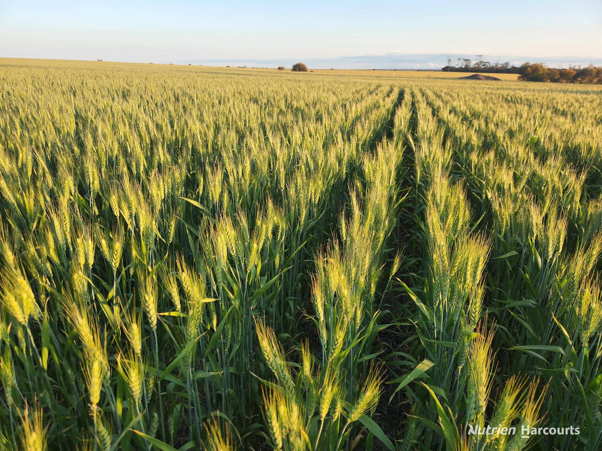 . "WIMBURRA AGGREGATION", Gnowangerup For Sale by Farmbuy.com - image 2